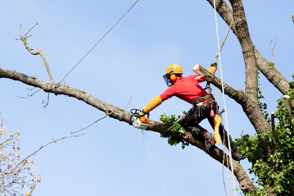 Dependable tree trimming company in Milford, CT