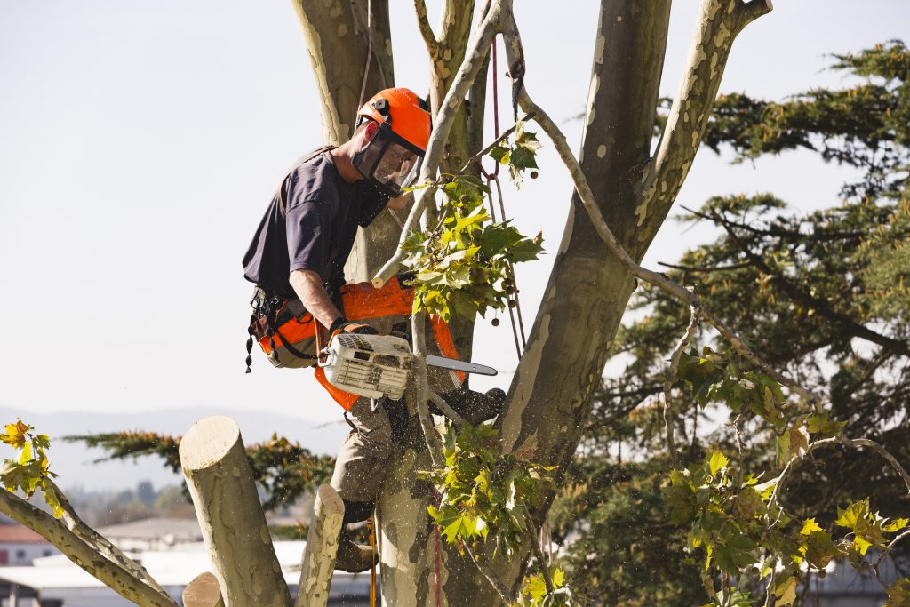 Preferred Tree Trimming in Milford, CT